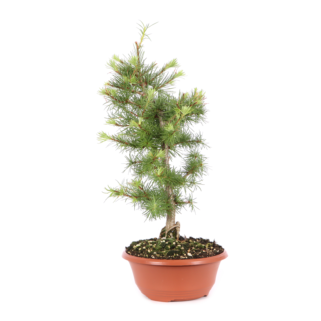 Larix kaempferi