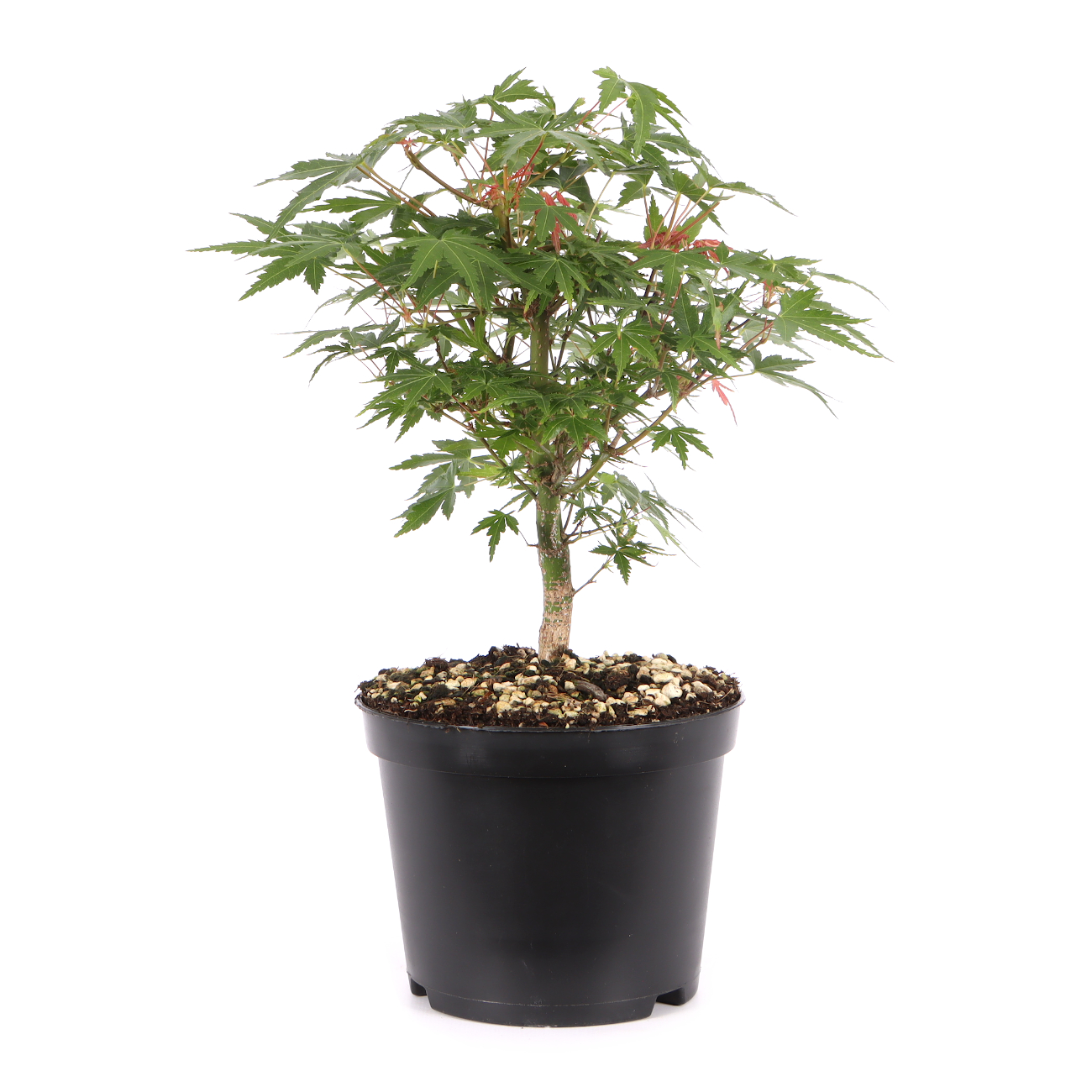 Acer palmatum