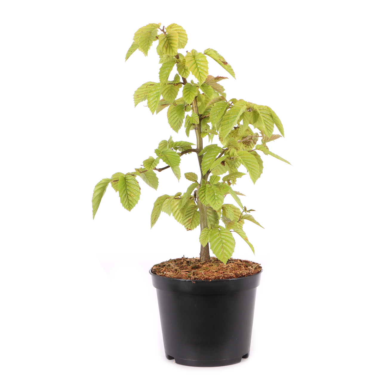 Carpinus betulus