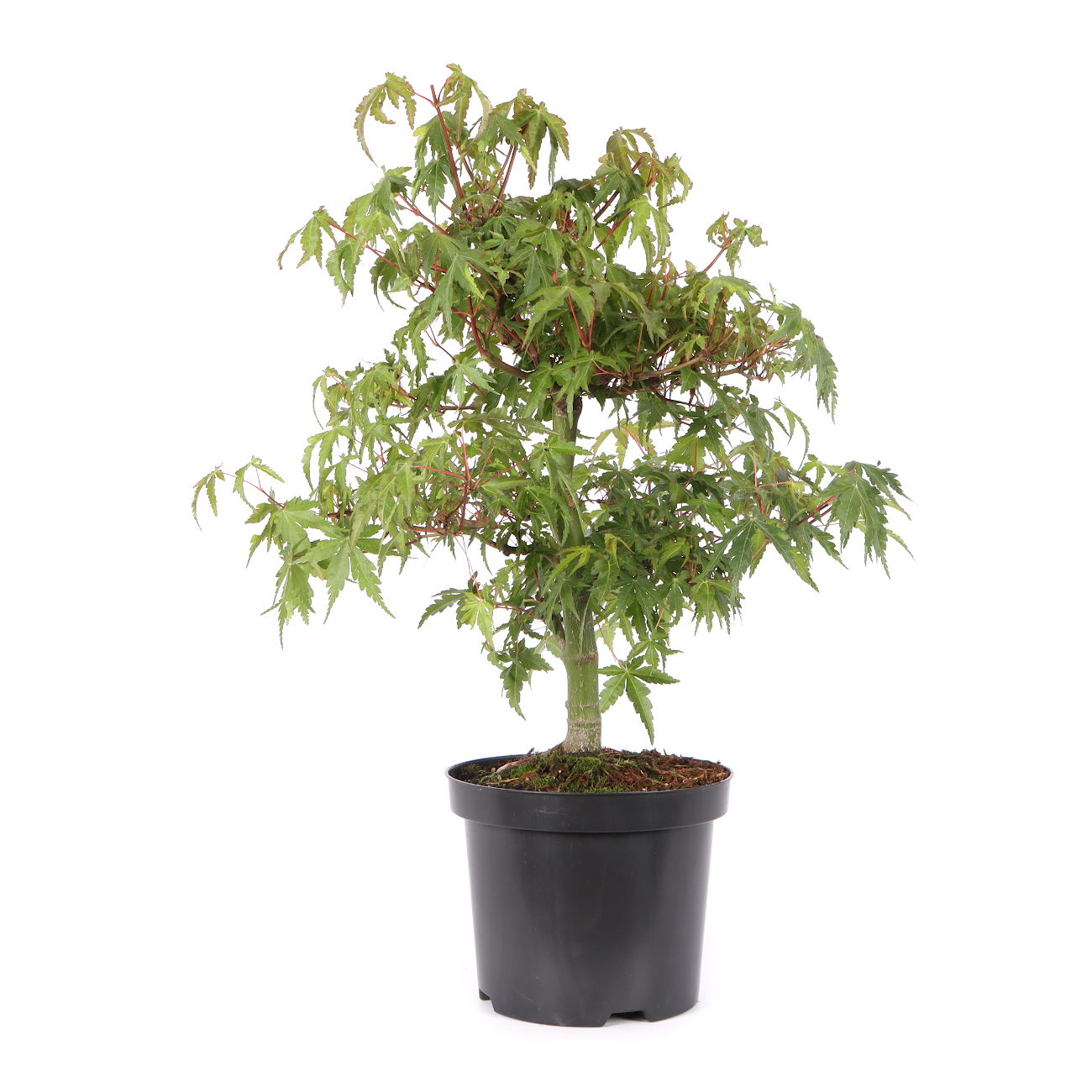 Acer palmatum
