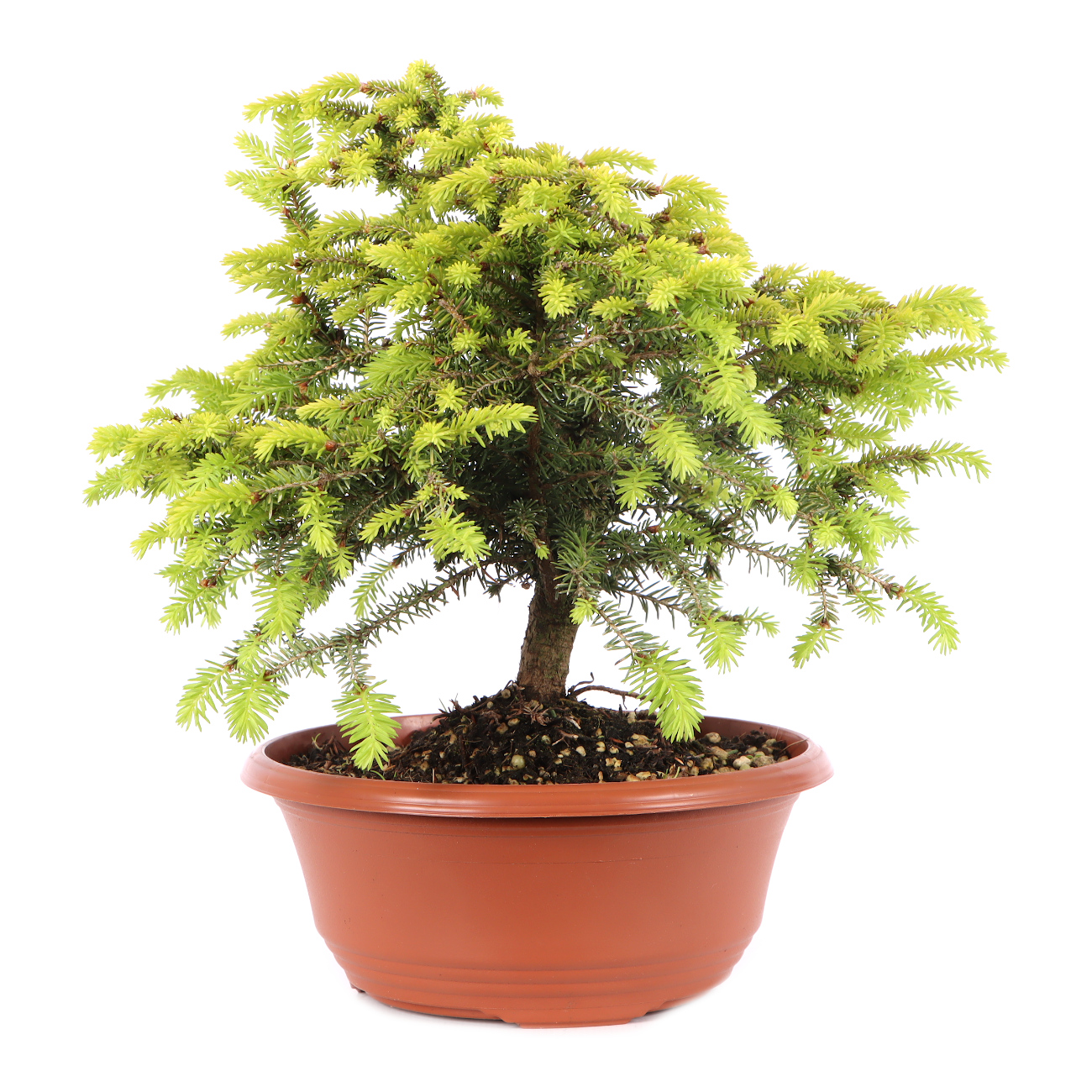 Picea abies 'Nidiformis'