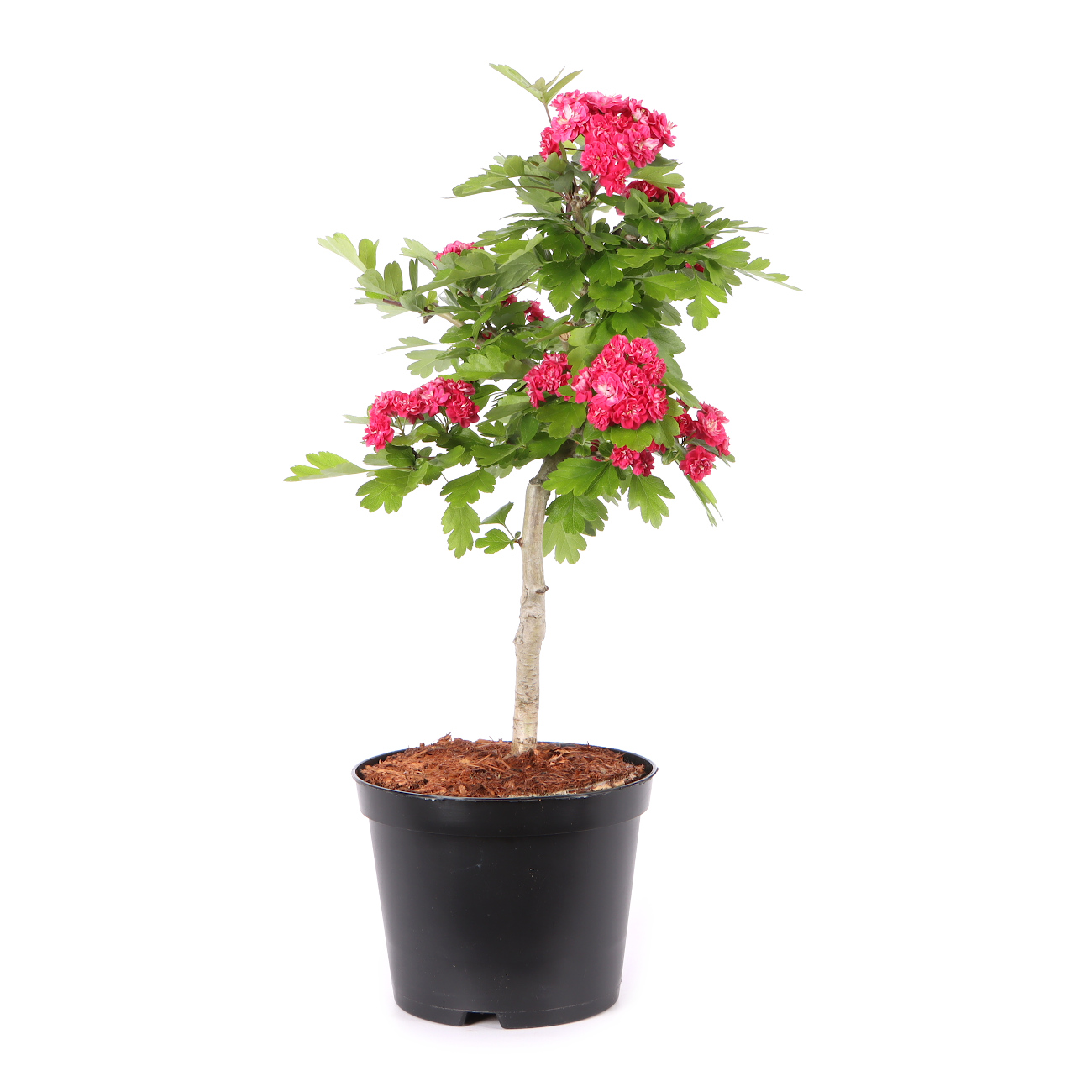 Crataegus laevigata 'Paul's Scarlet'