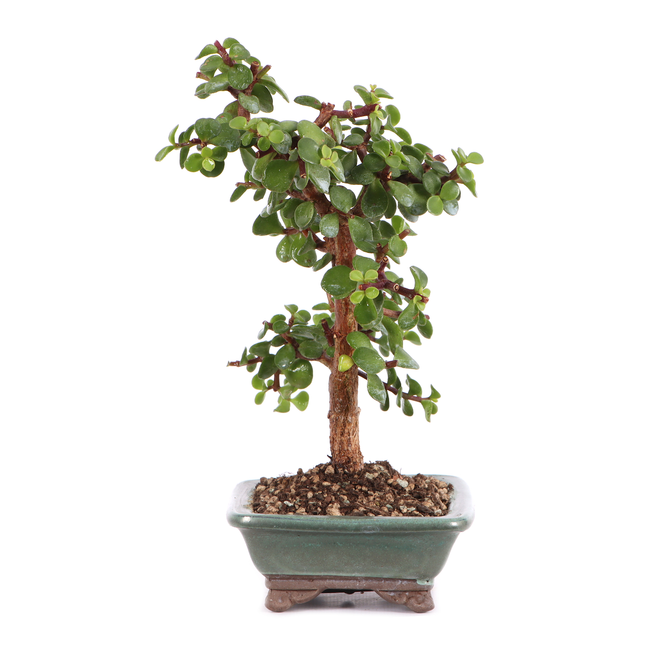 Portulacaria afra