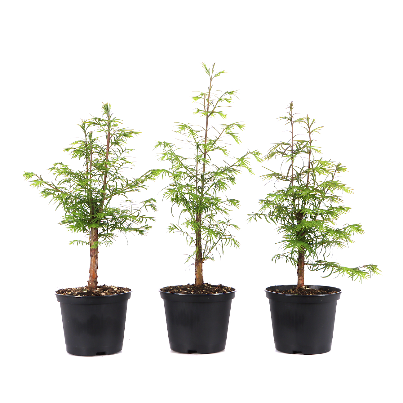 Metasequoia glyptostroboides