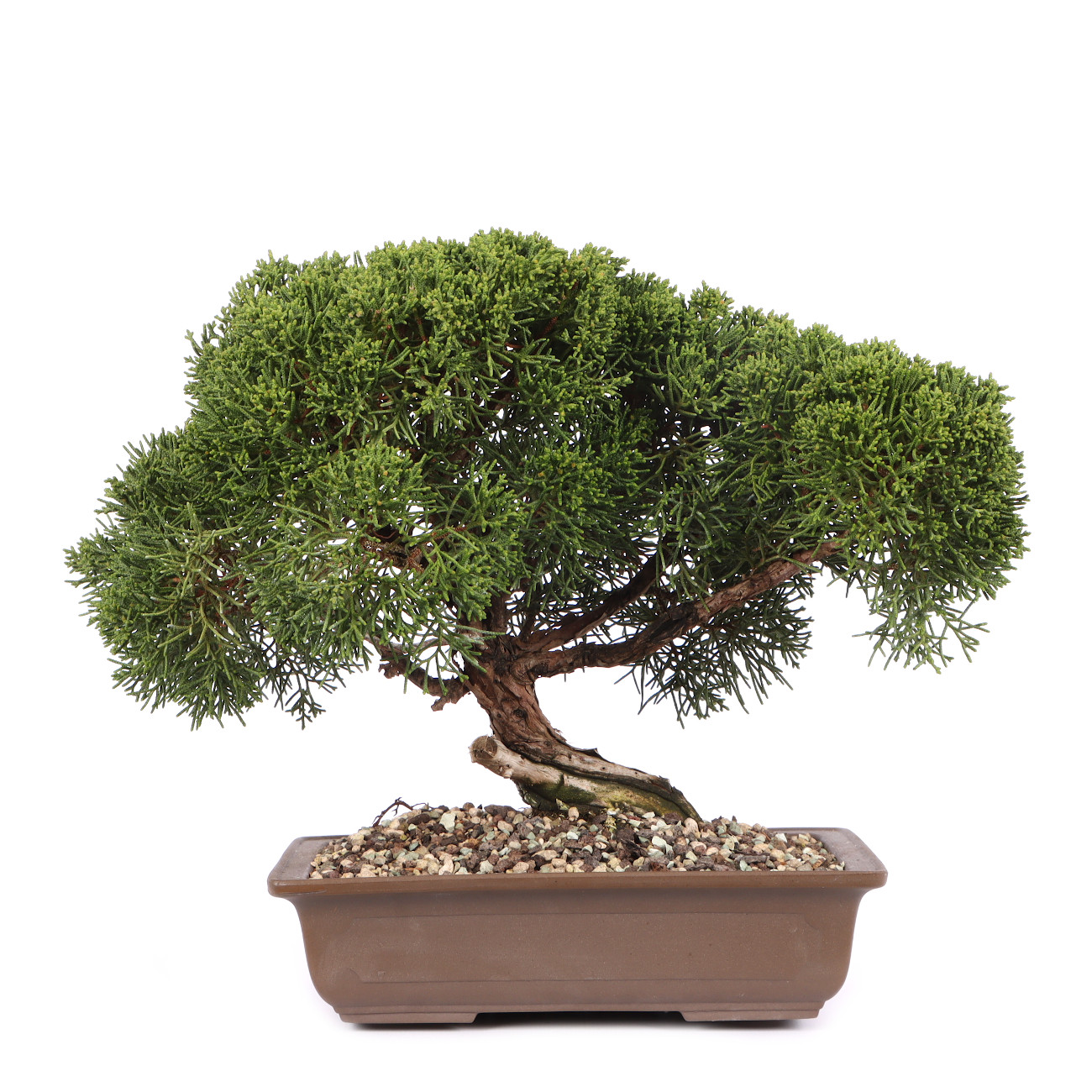 Juniperus chinensis