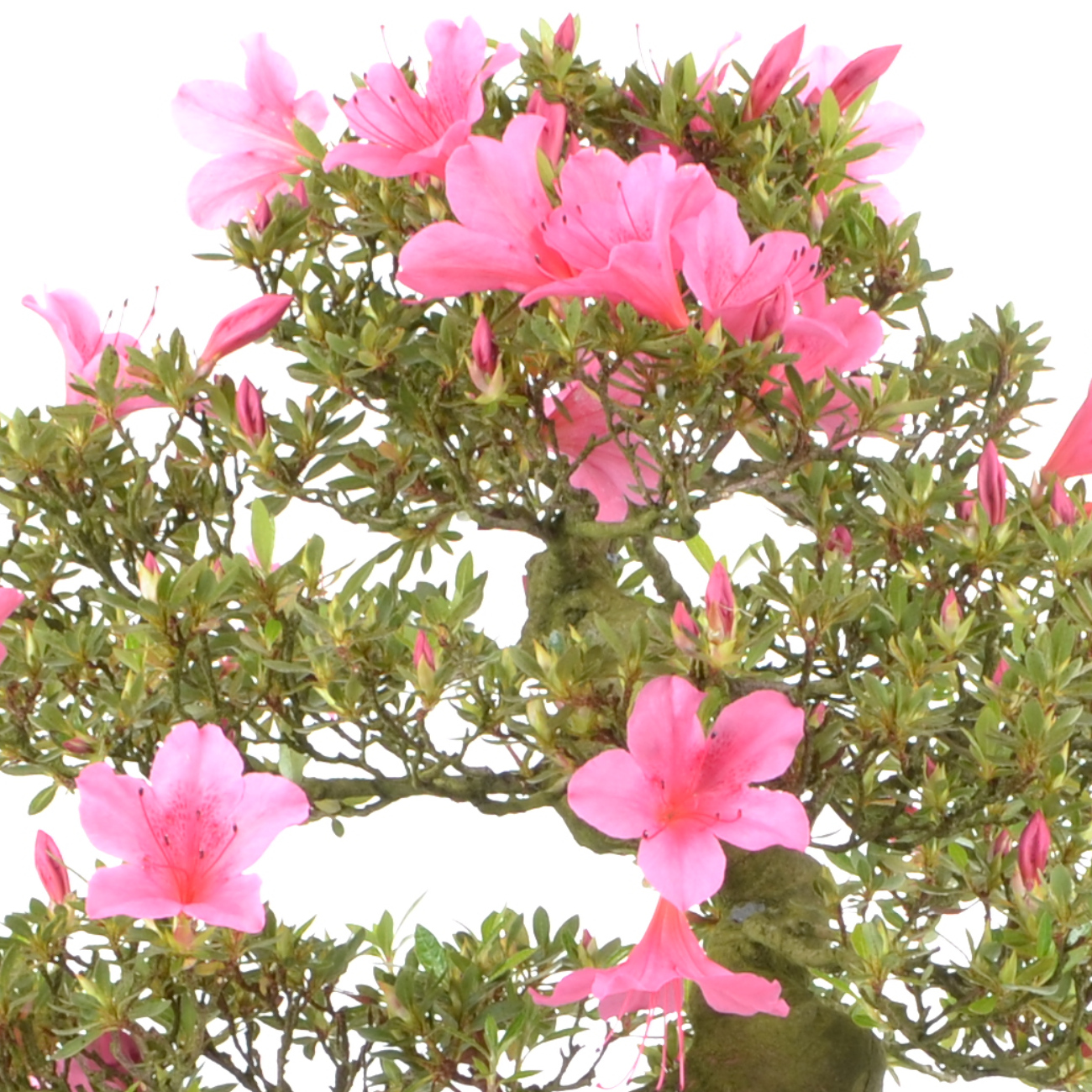 Blüte