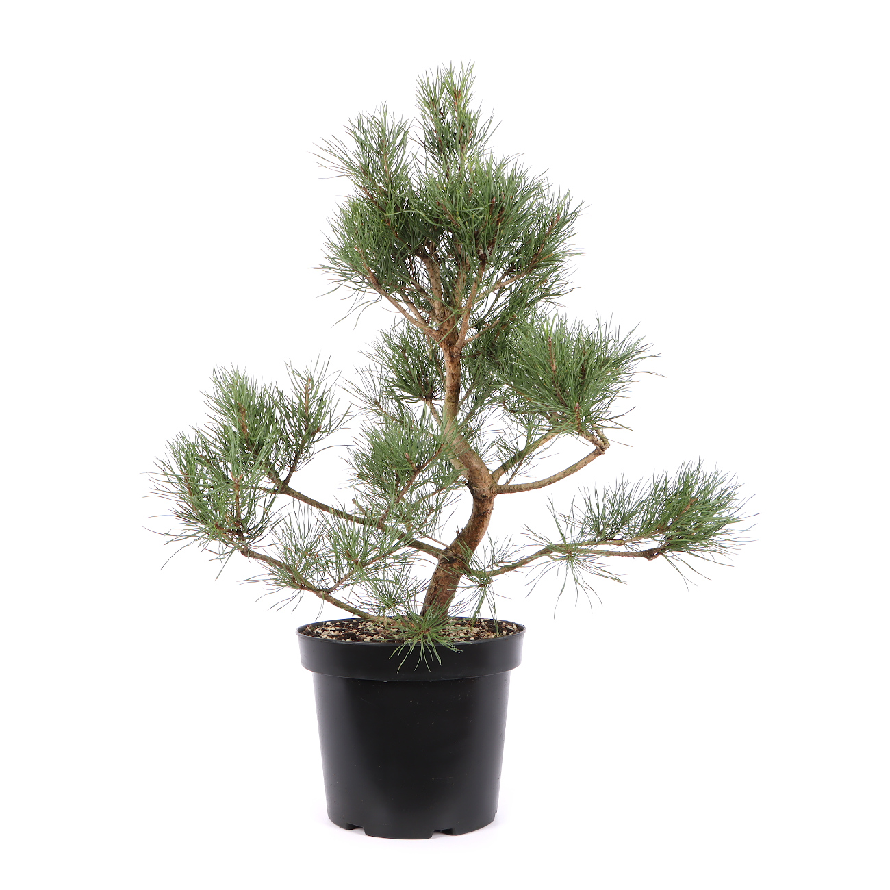 Pinus sylvestris
