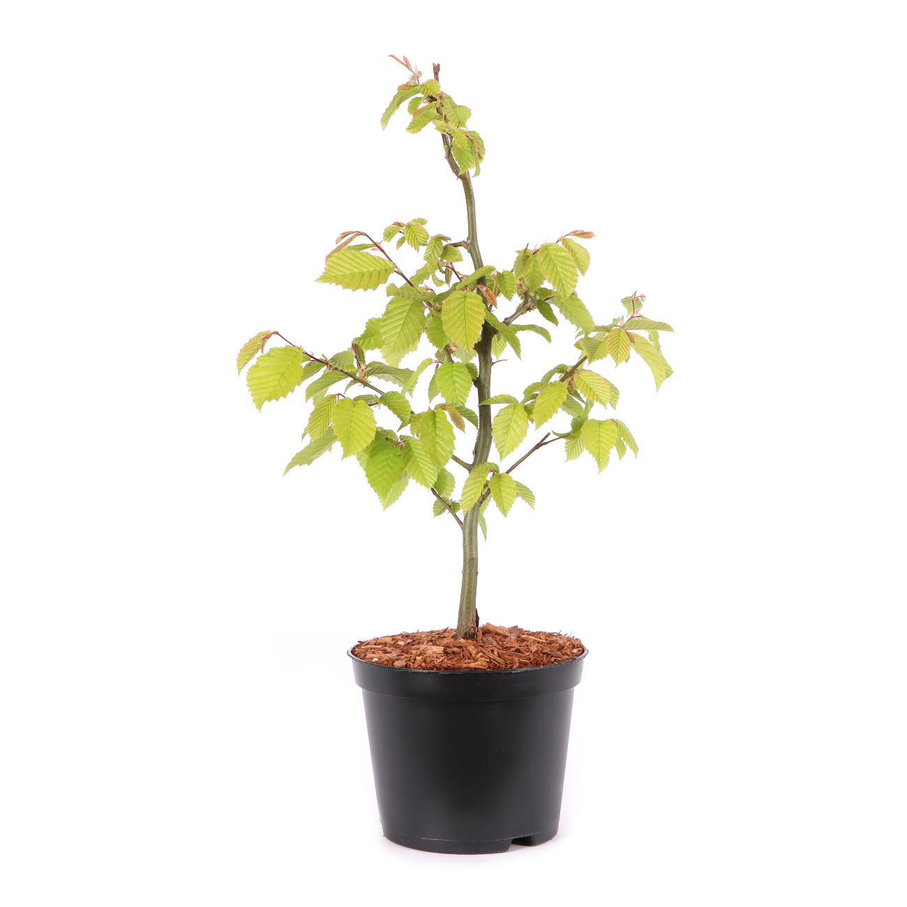 Carpinus betulus
