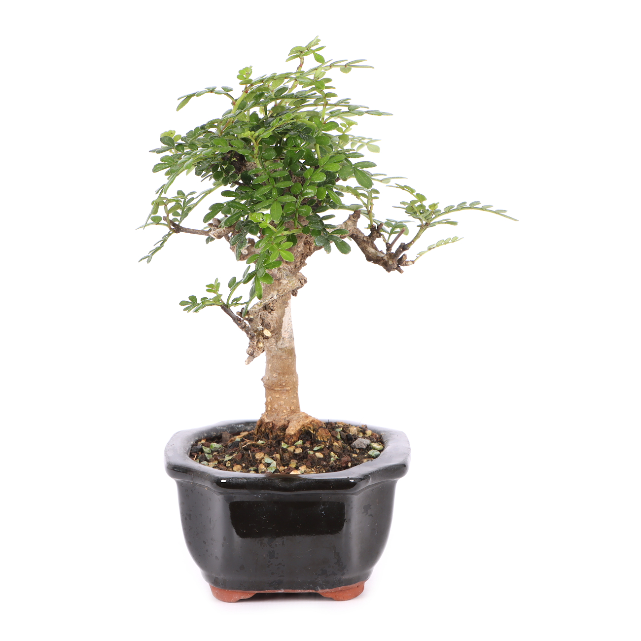 Zanthoxylum spec.