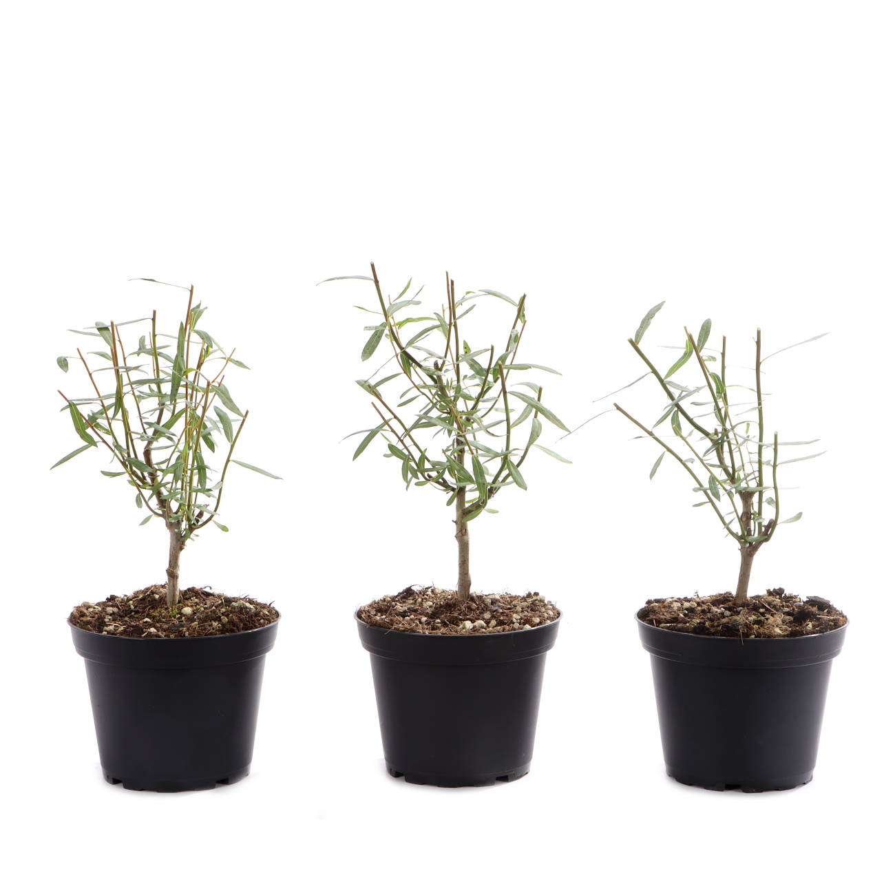 Salix purpurea 'Nana'