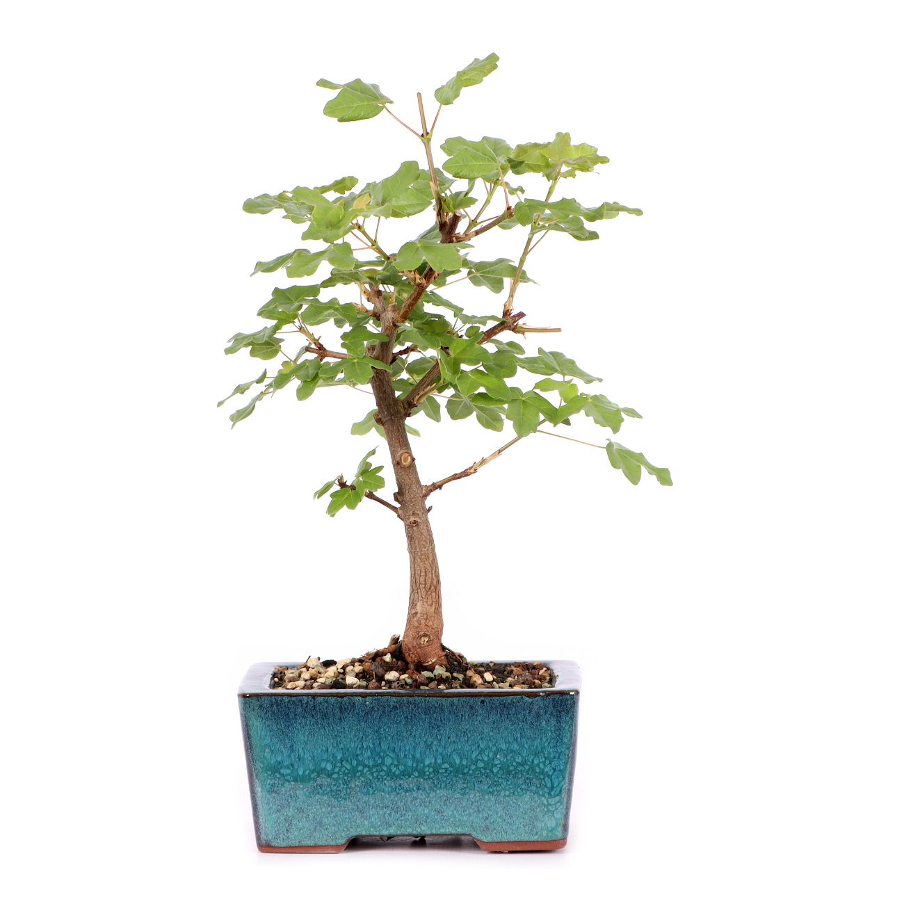 Acer monspessulanum