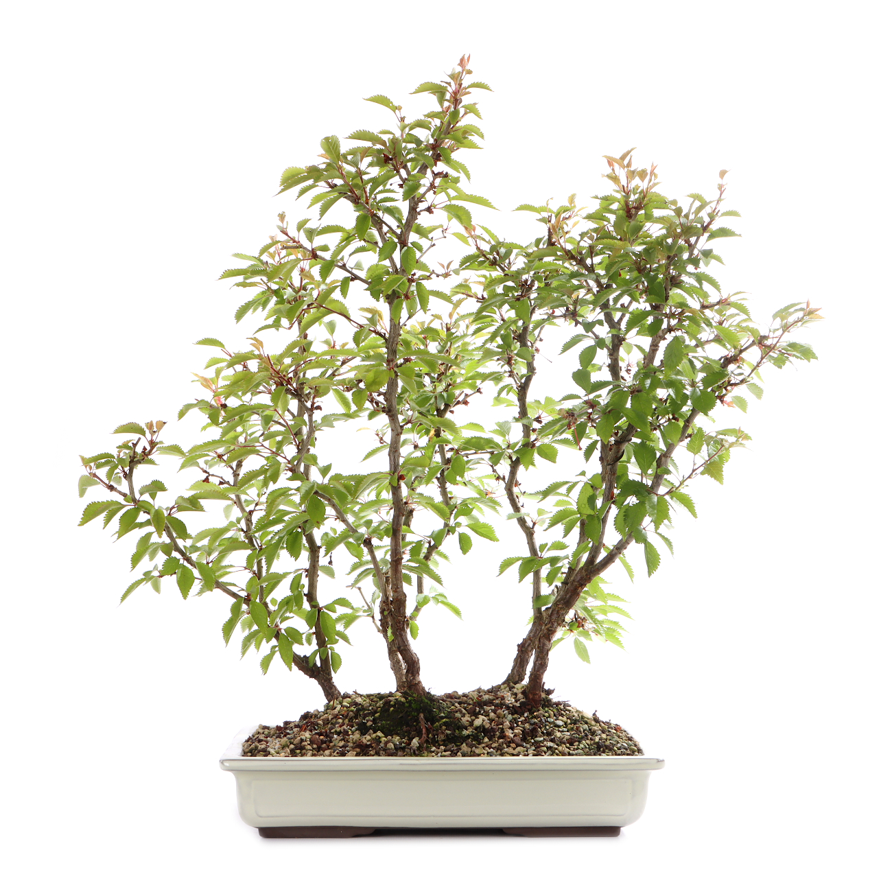 Prunus incisa 'Kojou-no-mai'