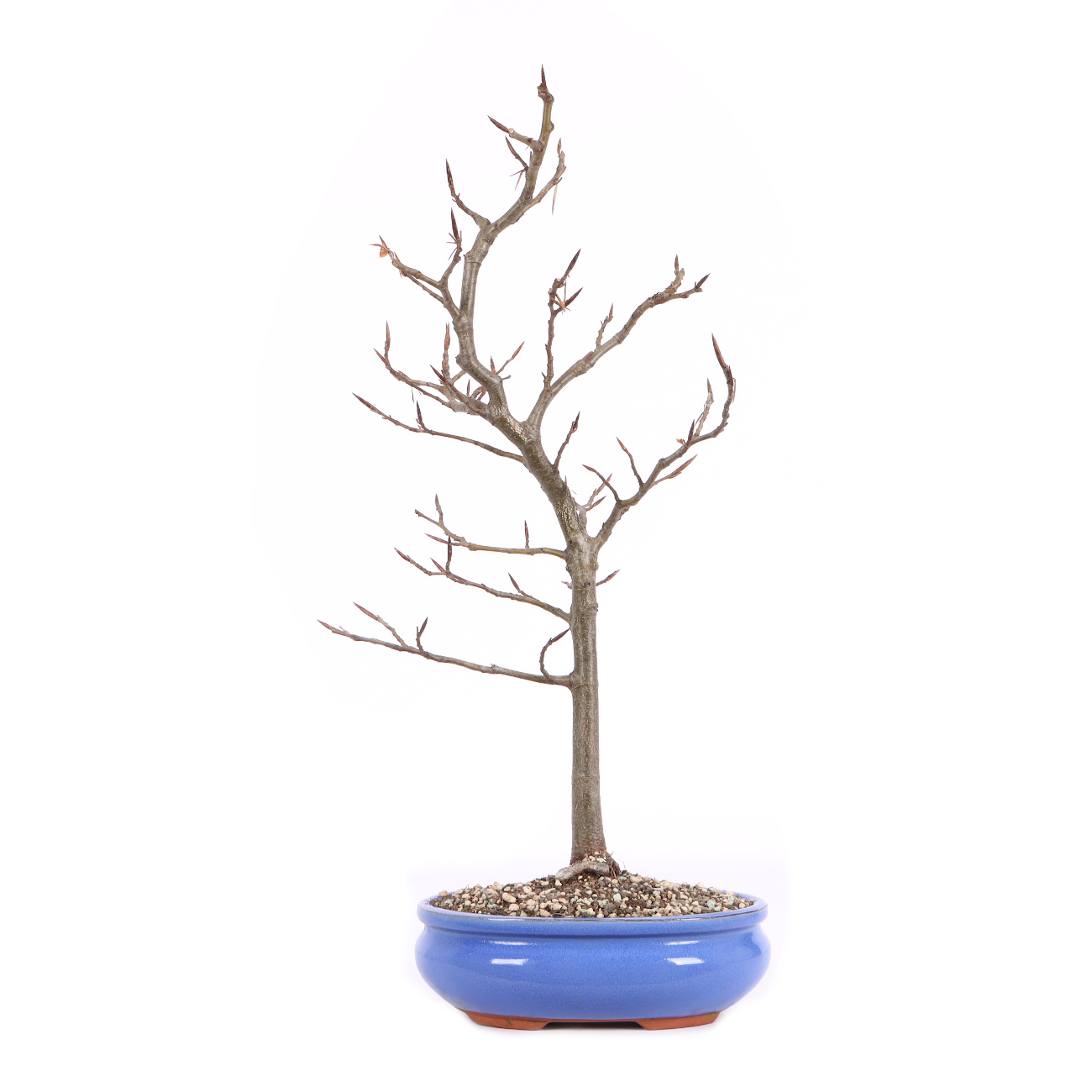 Fagus sylvatica