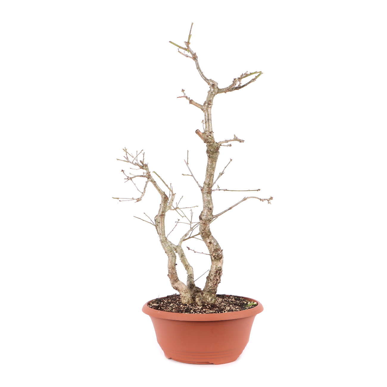 Quercus robur