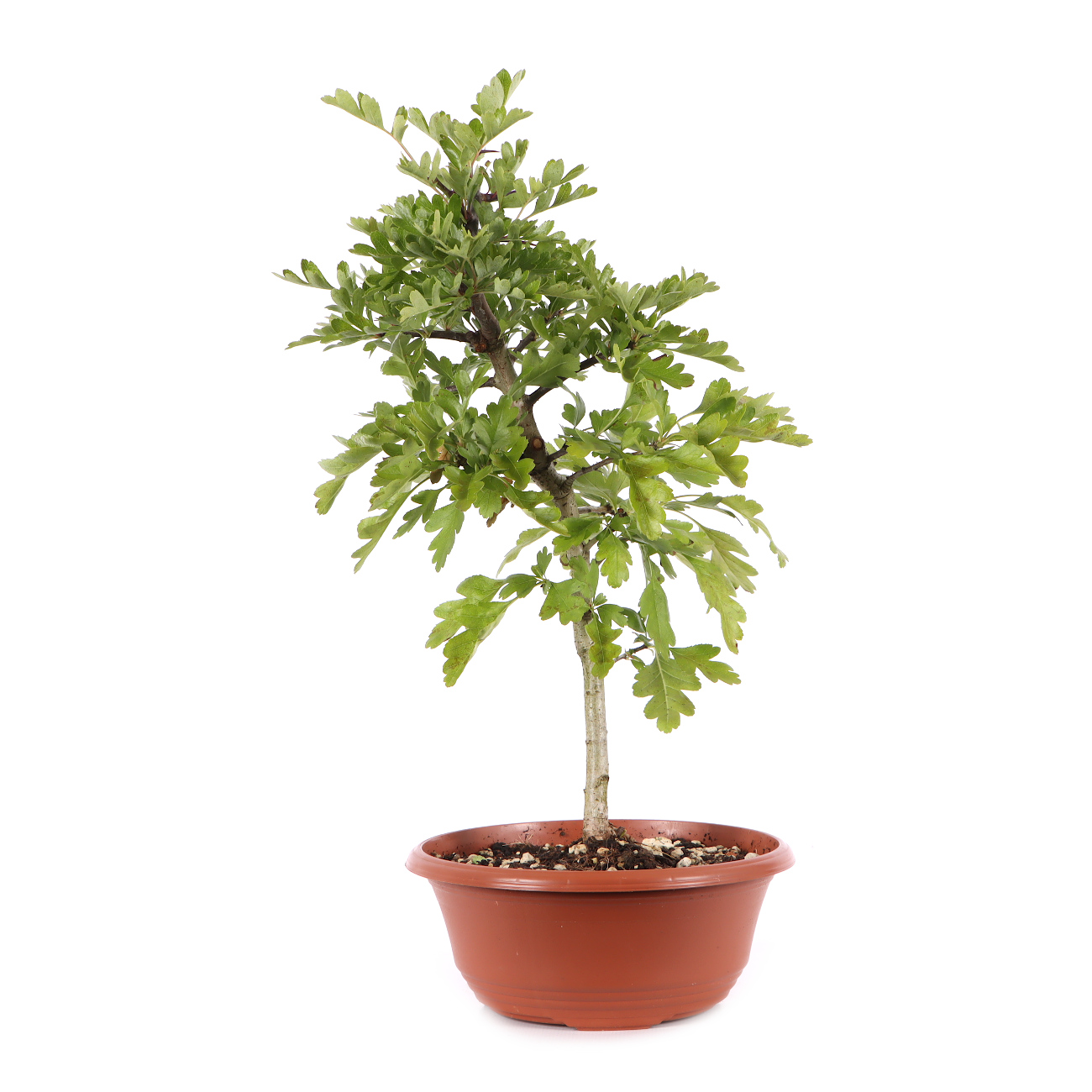 Crataegus monogyna