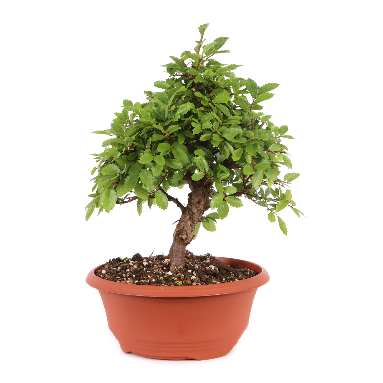 Ulmus japonica