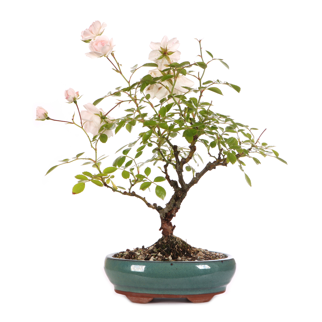 Rosa spec. - weiß