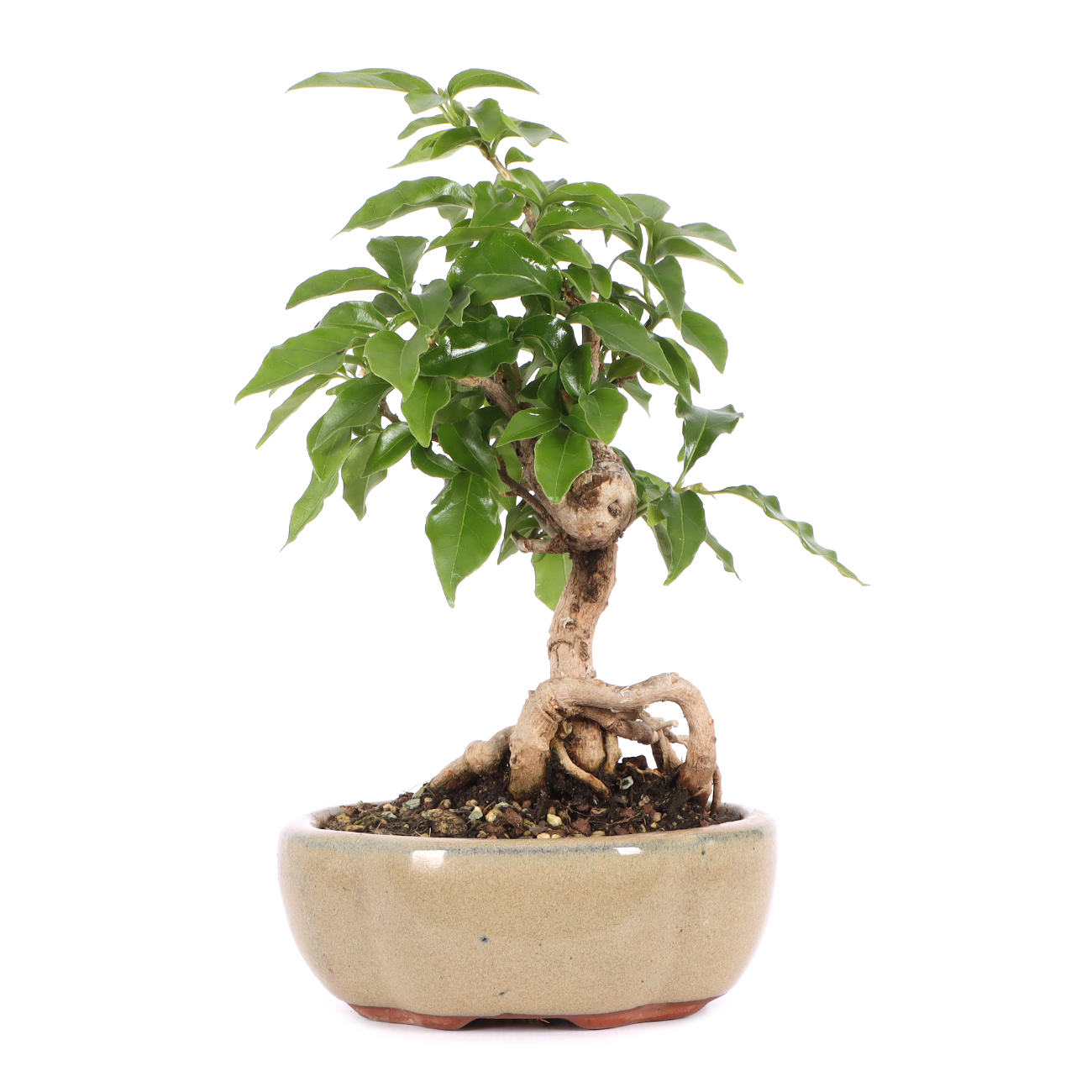 Bougainvillea glabra
