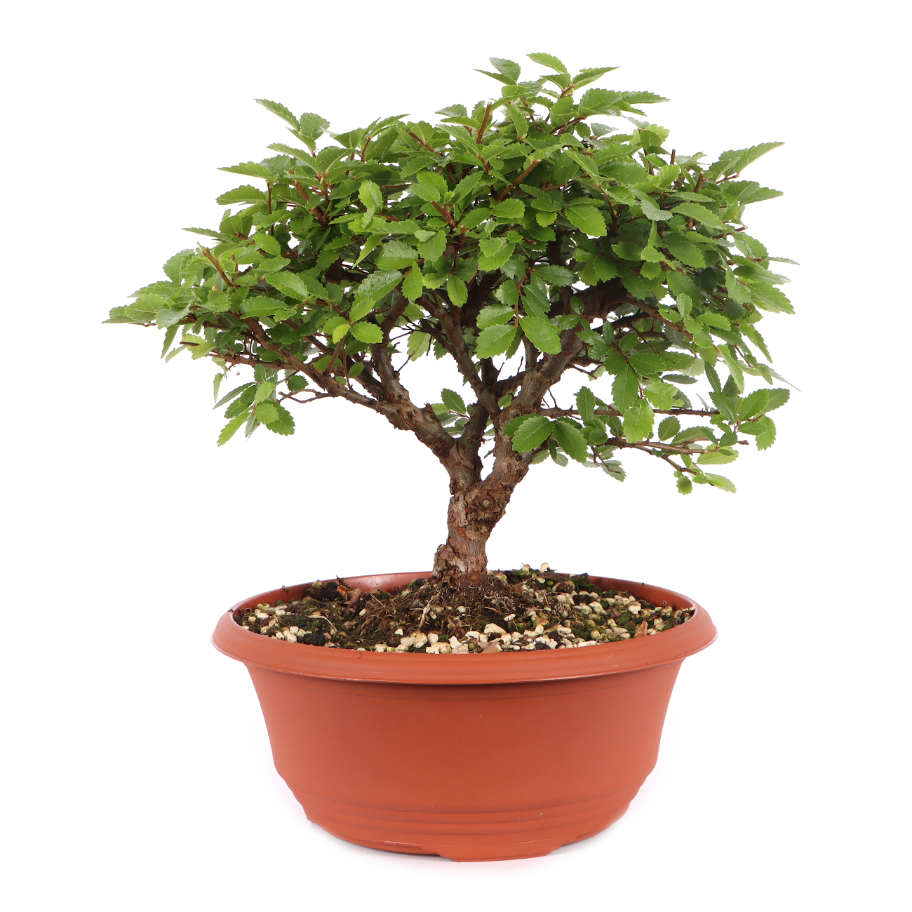 Ulmus japonica