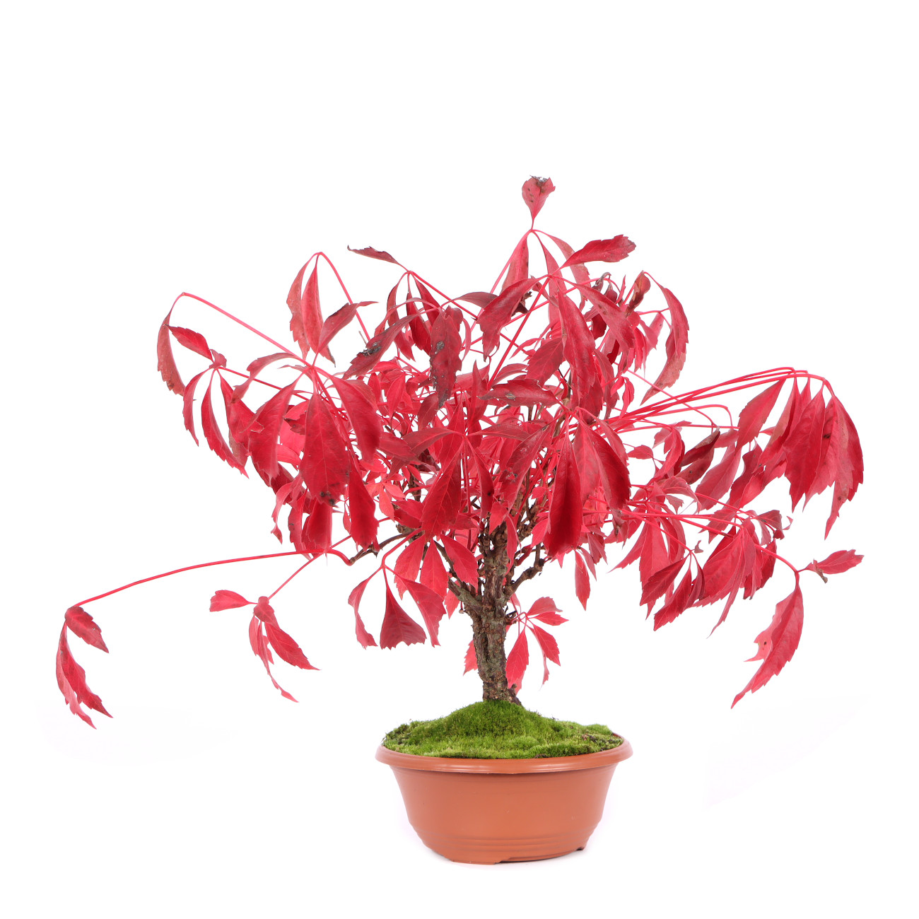 Seitenansicht rechts