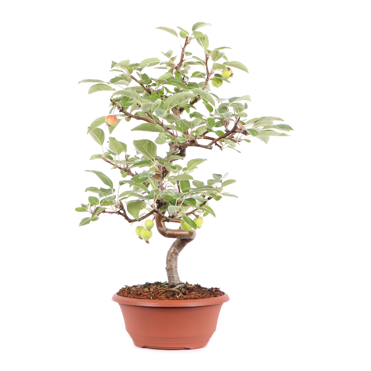 Seitenansicht rechts