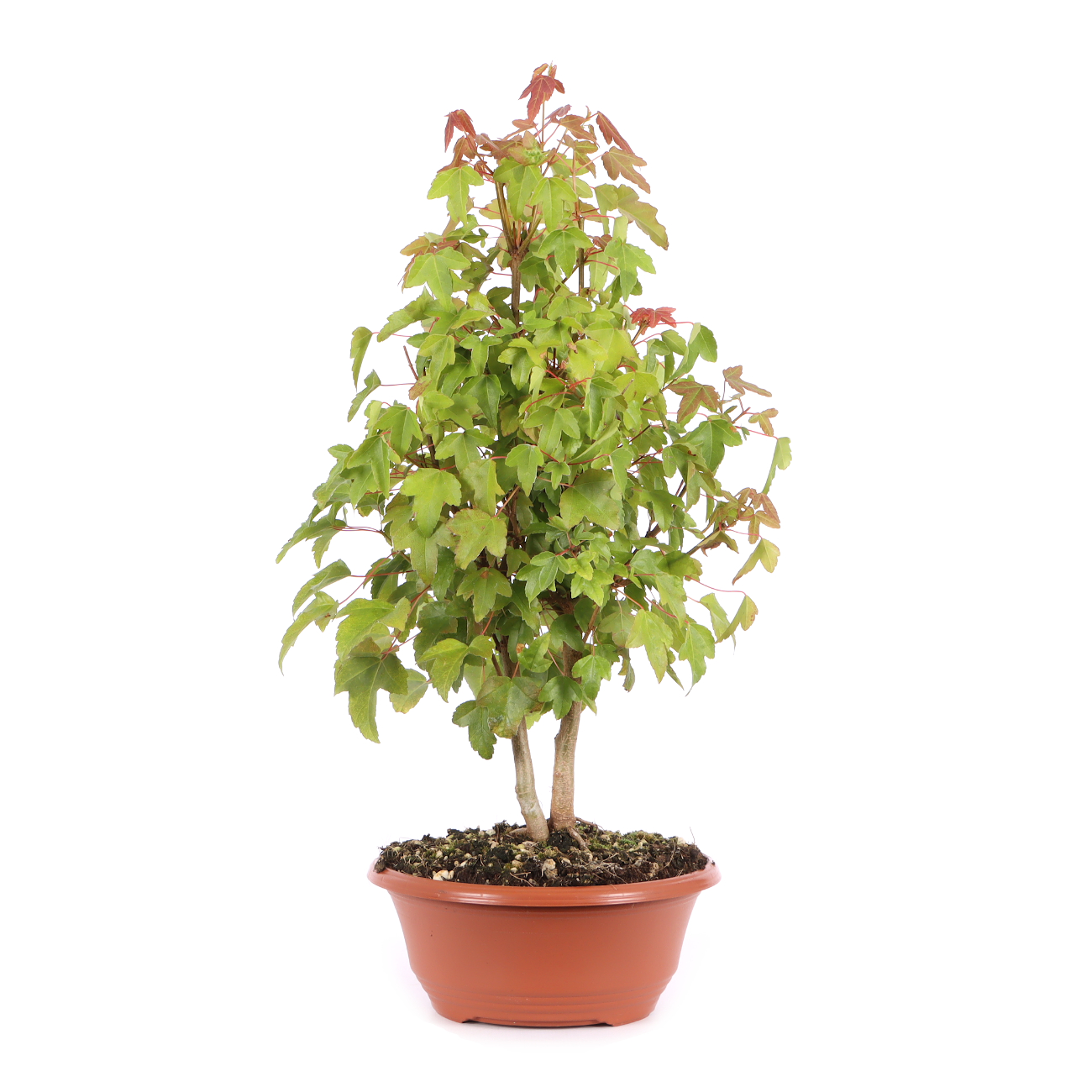 Acer buergerianum