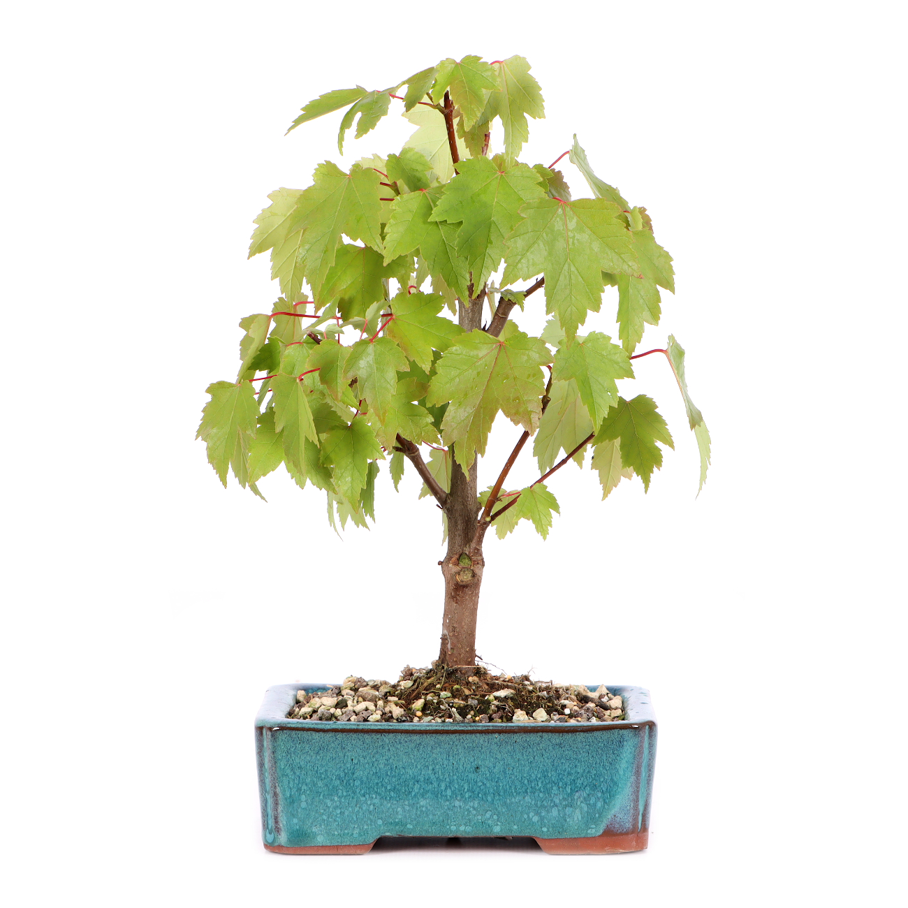 Acer rubrum 'October Glory'