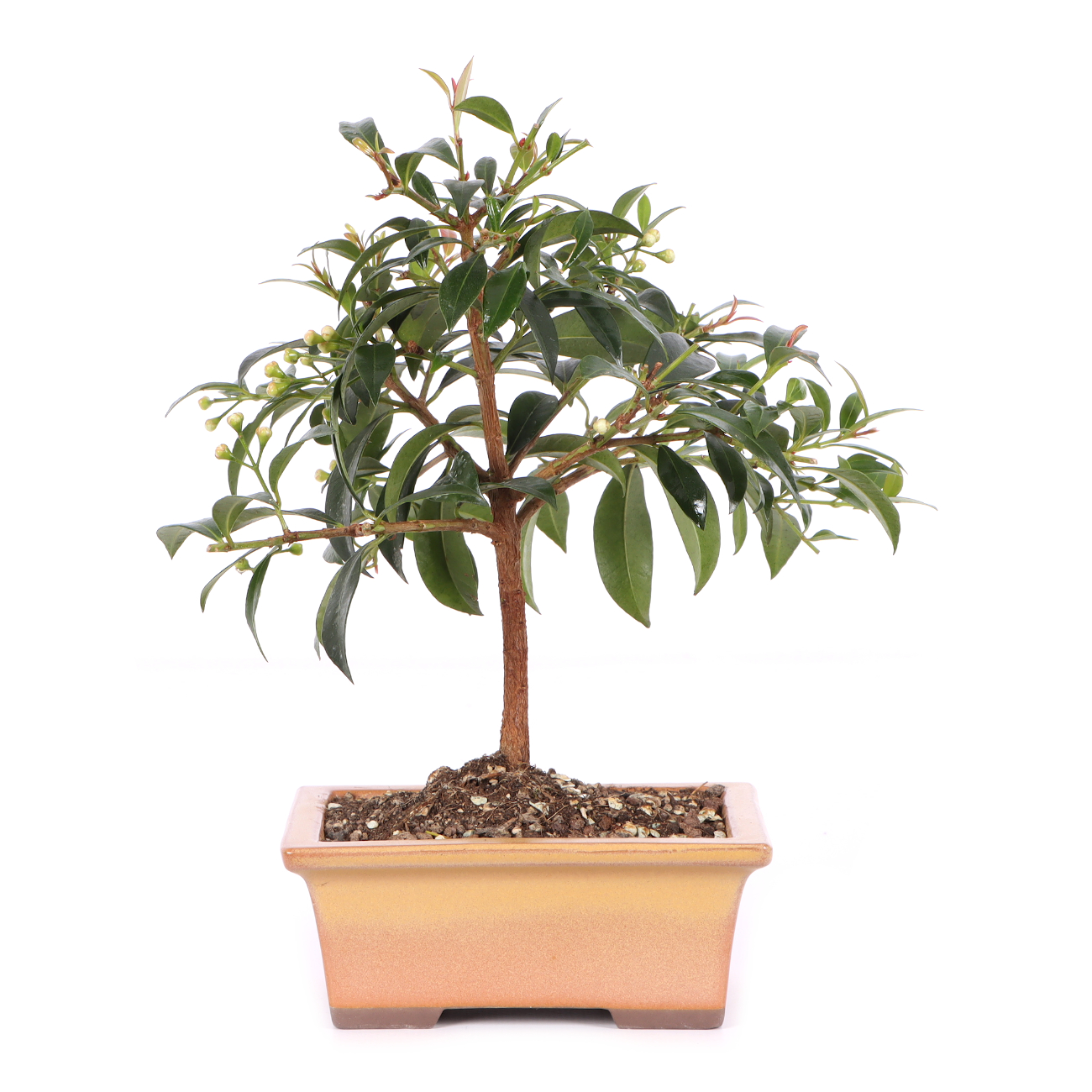 Syzygium paniculatum