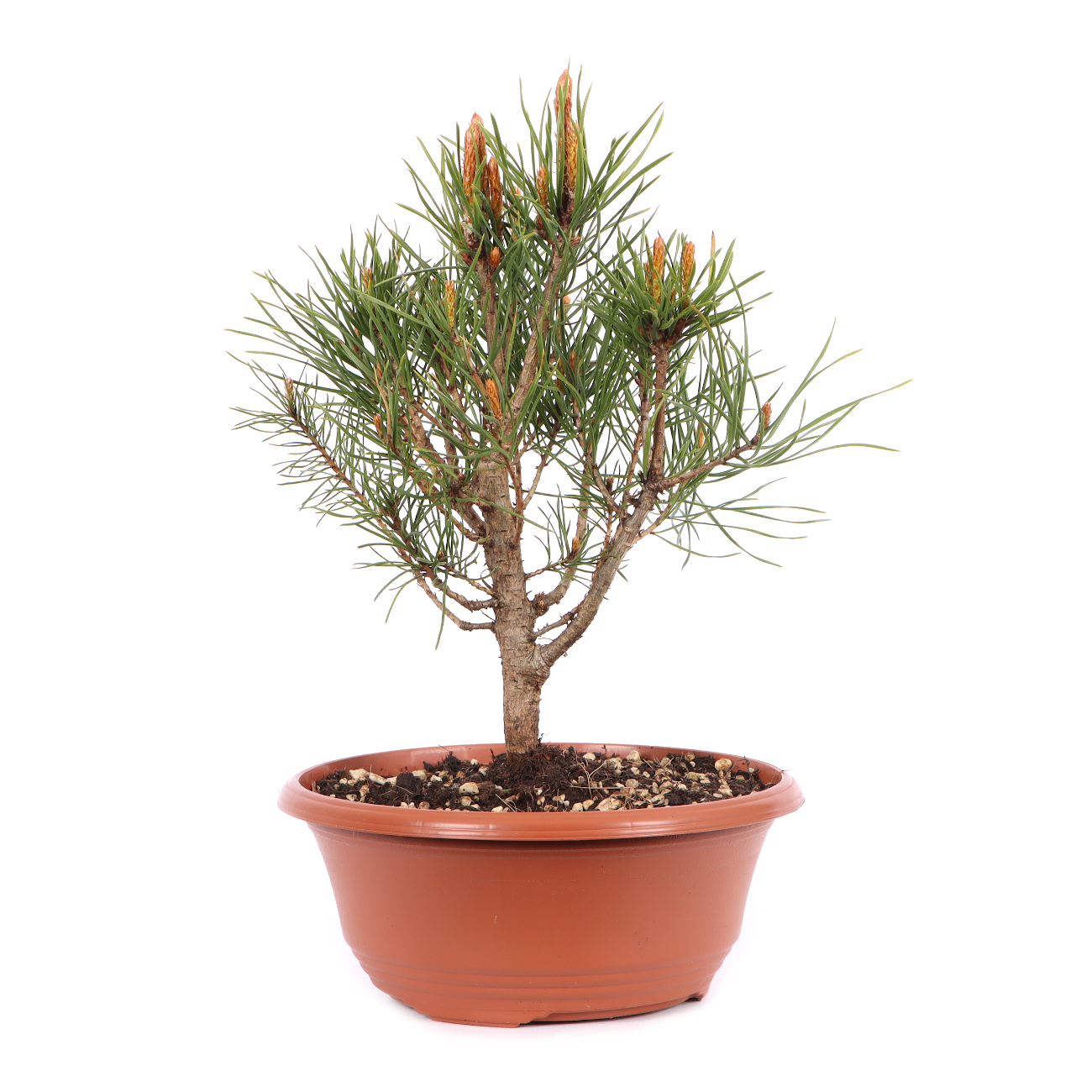 Pinus sylvestris