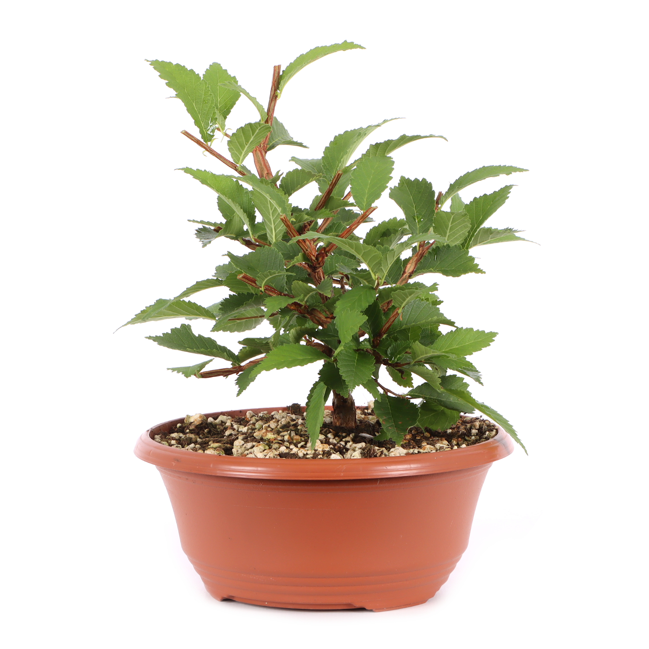 Ulmus minor var.