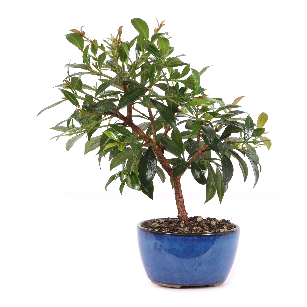 Syzygium paniculatum