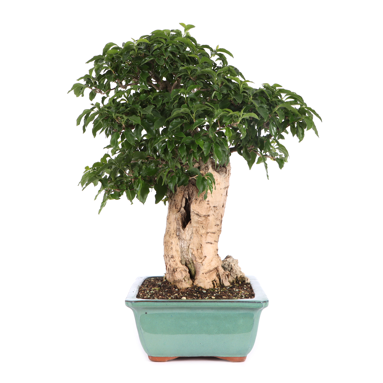 Bougainvillea glabra