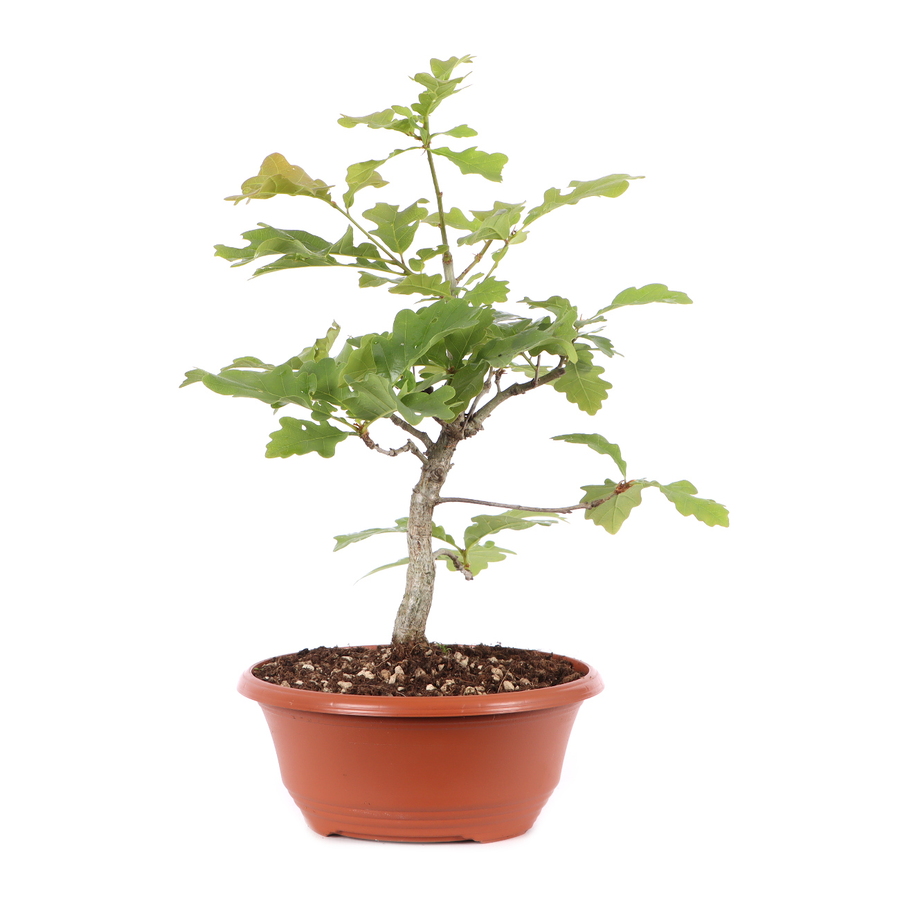 Quercus robur