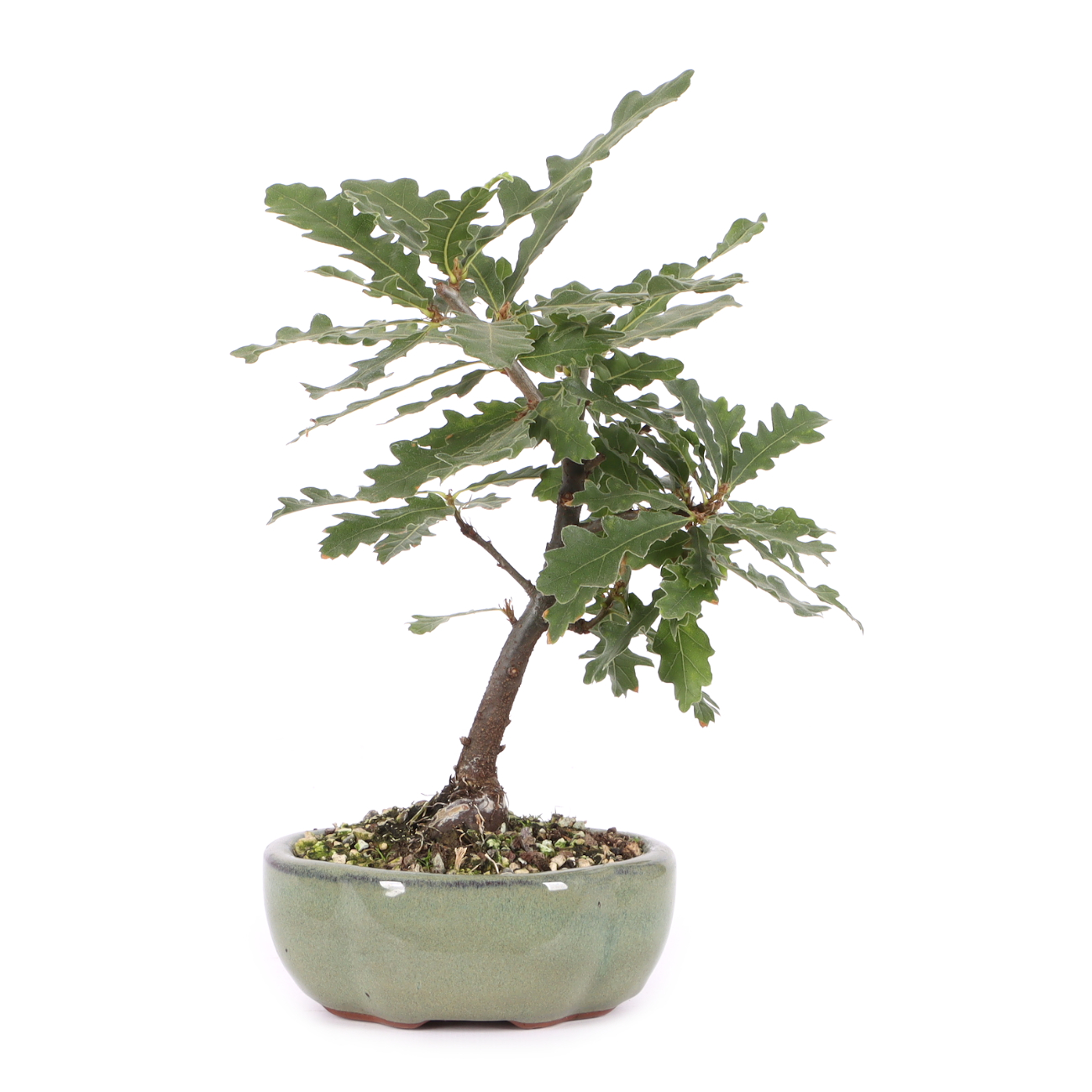 Quercus cerris