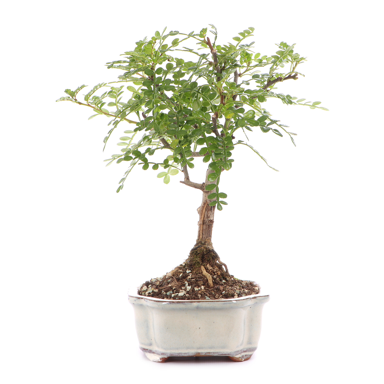 Zanthoxylum spec.