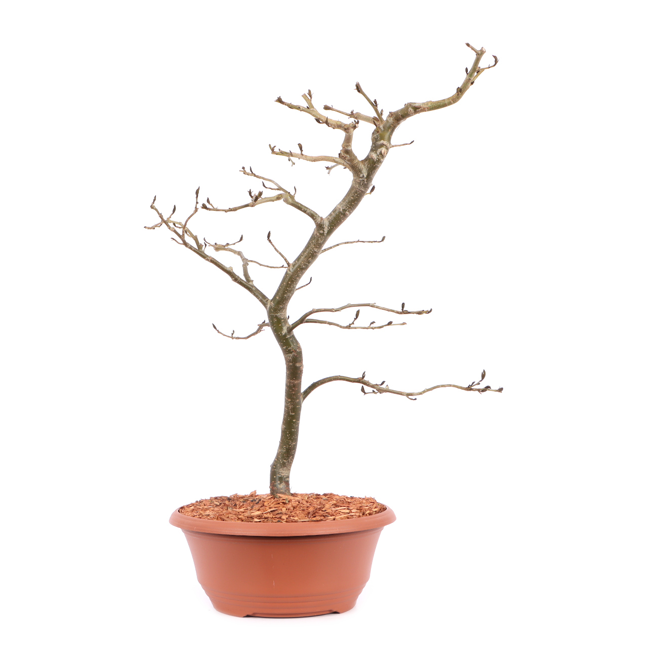 Parrotia persica 'Vanessa'