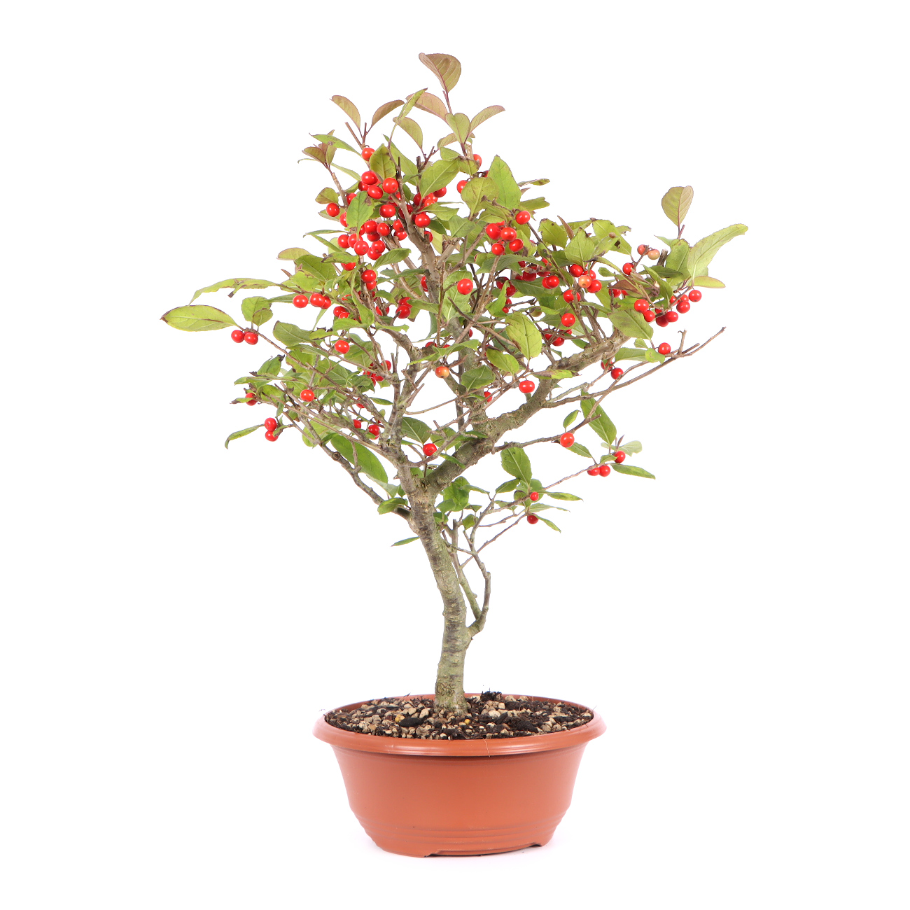 Seitenansicht rechts