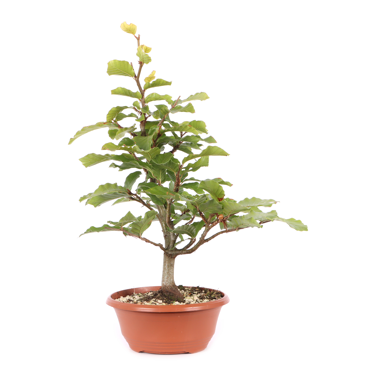 Fagus sylvatica
