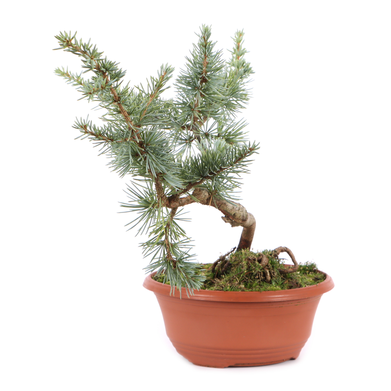 Cedrus atlantica 'Glauca'