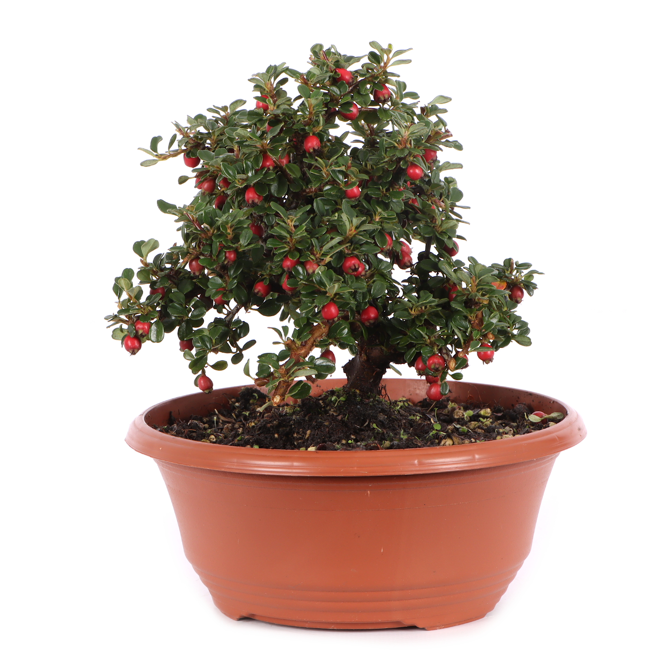 Cotoneaster microphyllus 'Cochleatus'