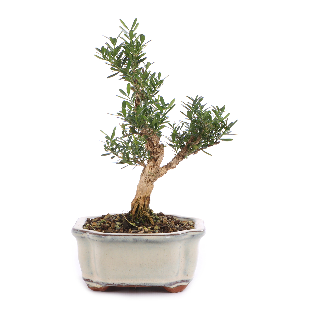 Buxus sinica var. sinica