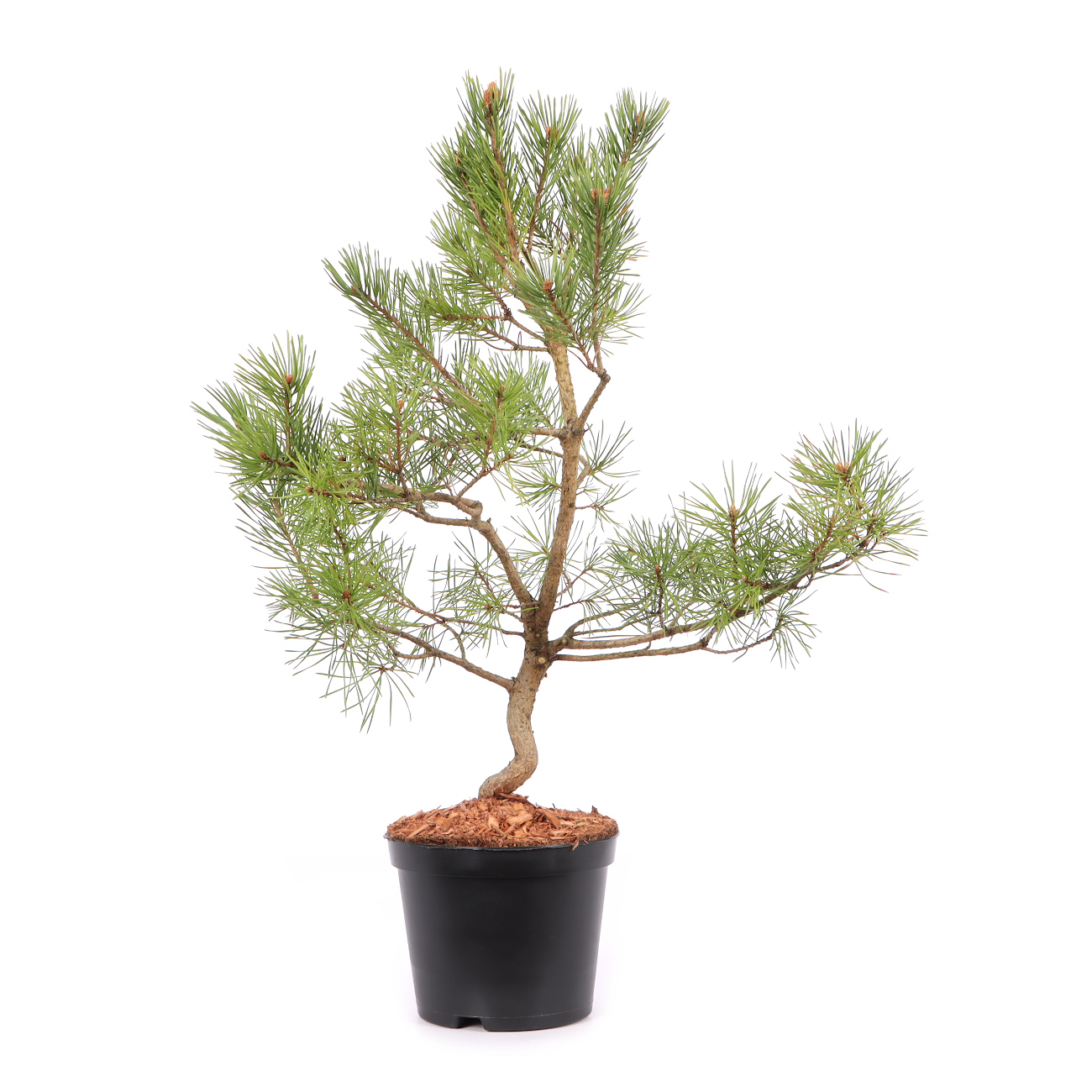 Pinus sylvestris 'Norske Typ'
