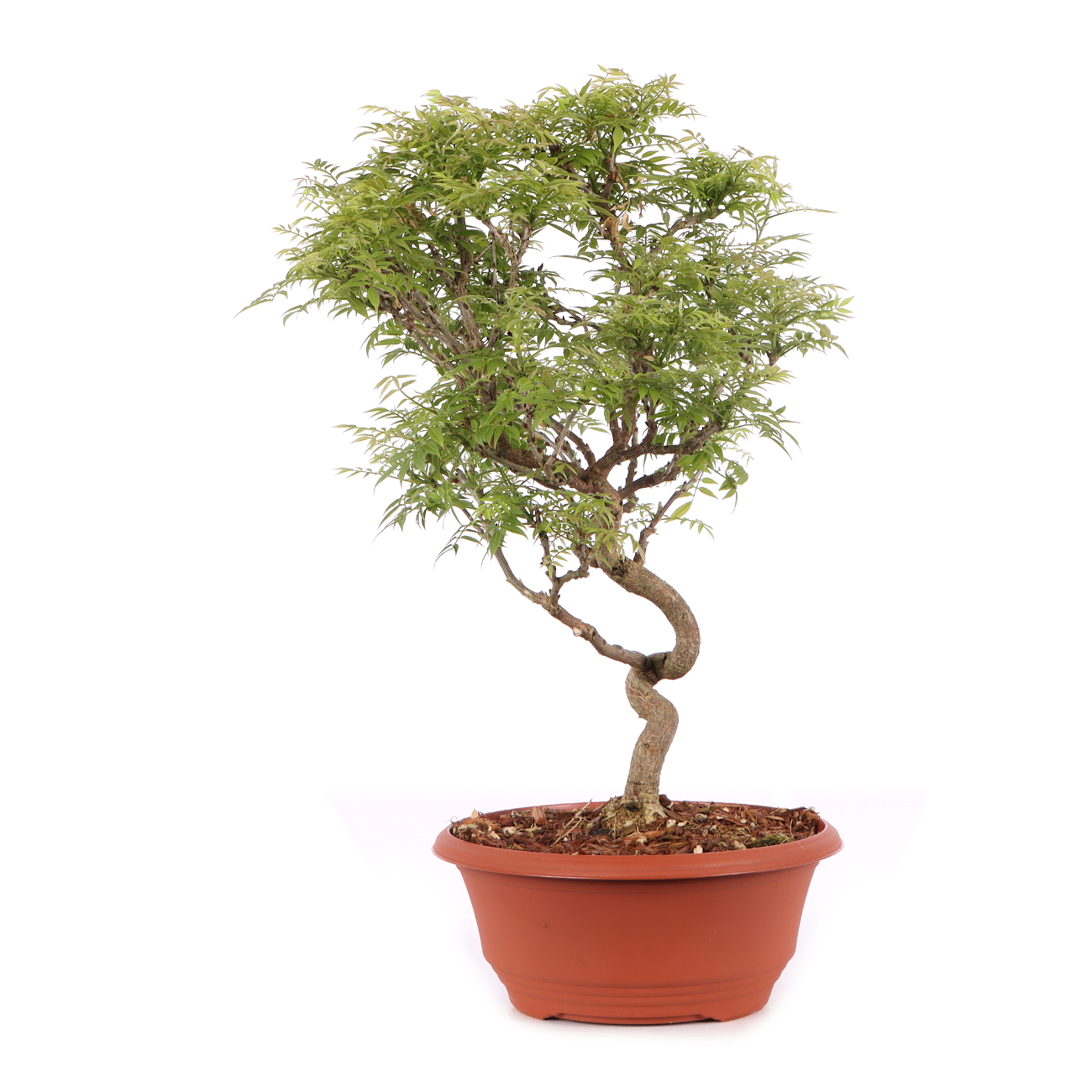 Millettia japonica 'Hime Fuji'