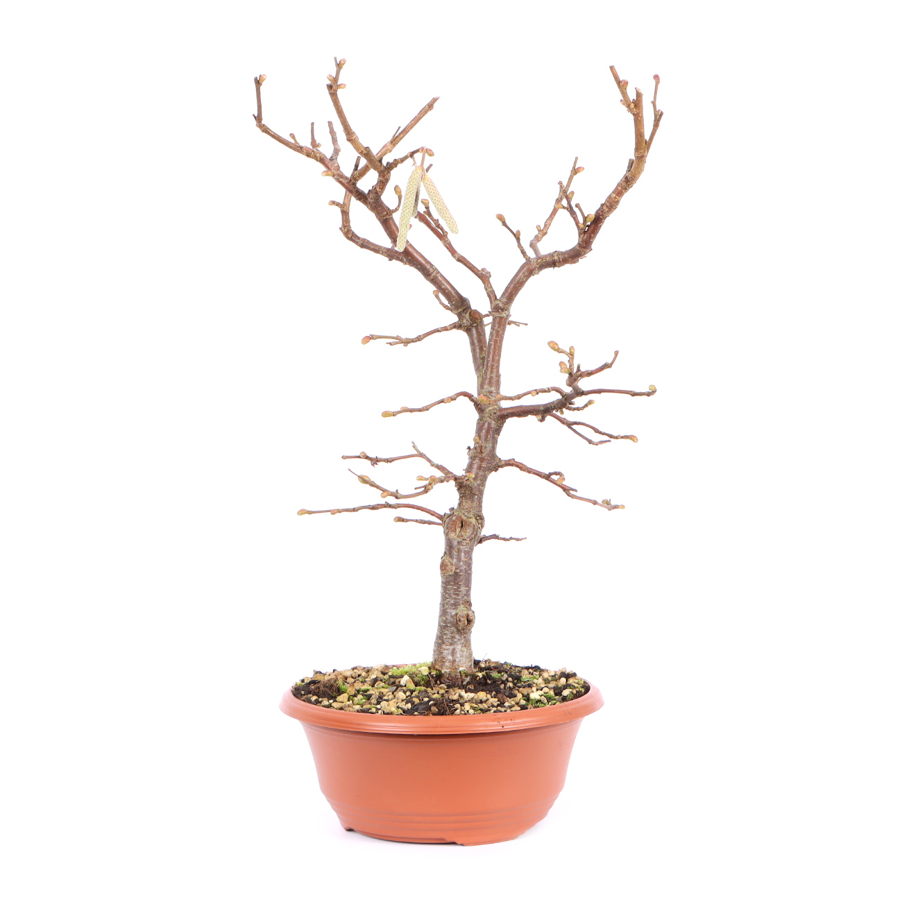 Seitenansicht rechts