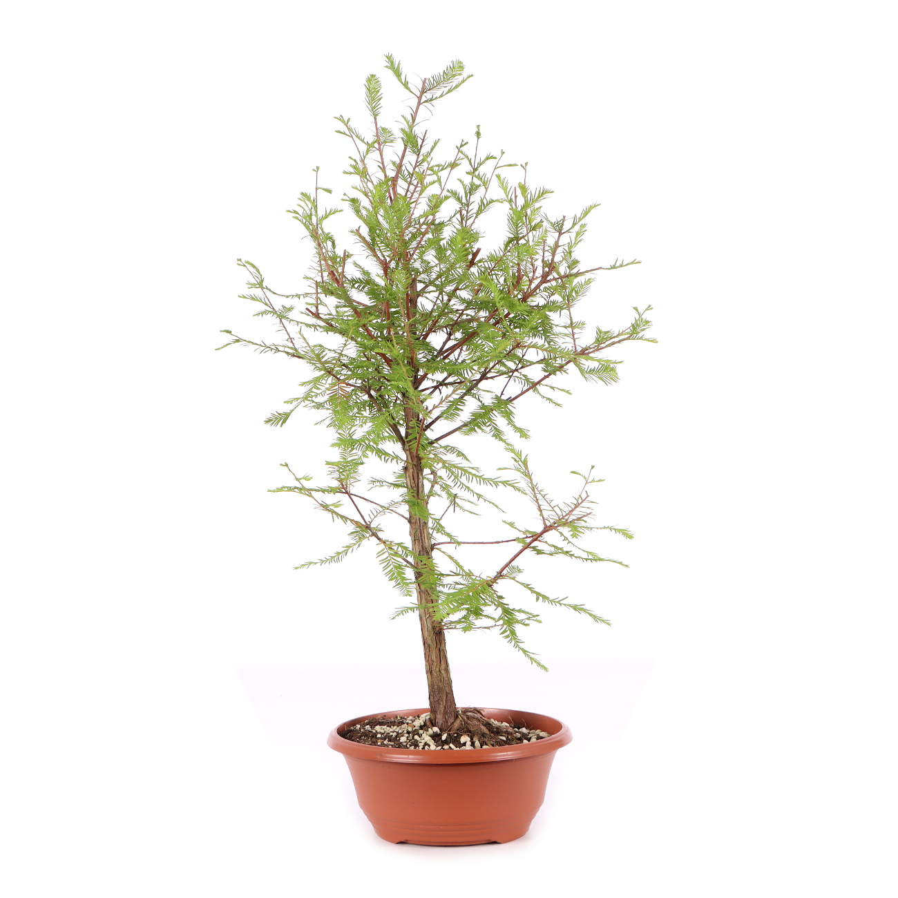 Taxodium distichum