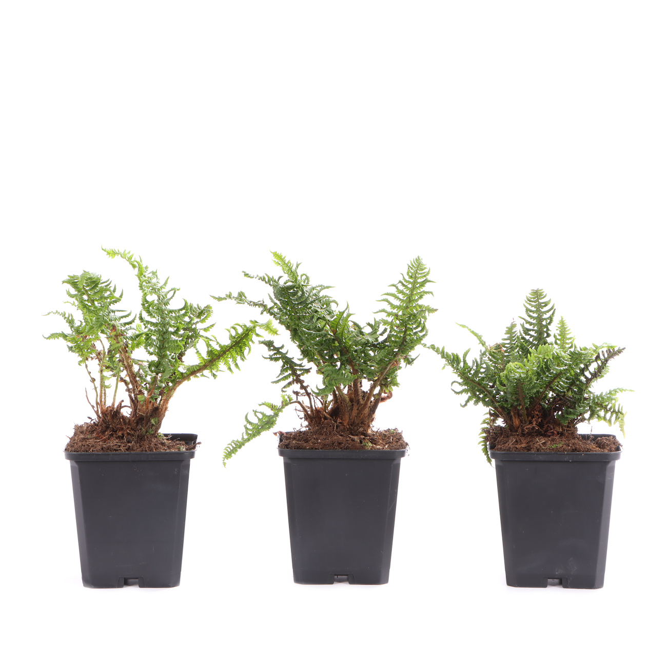 Dryopteris affinis 'Crispa Congesta'