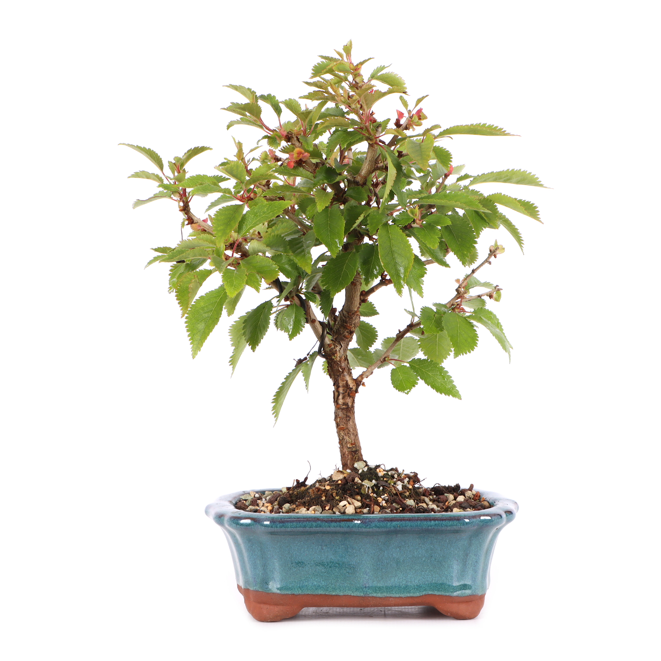 Prunus incisa 'Kojou-no-mai'