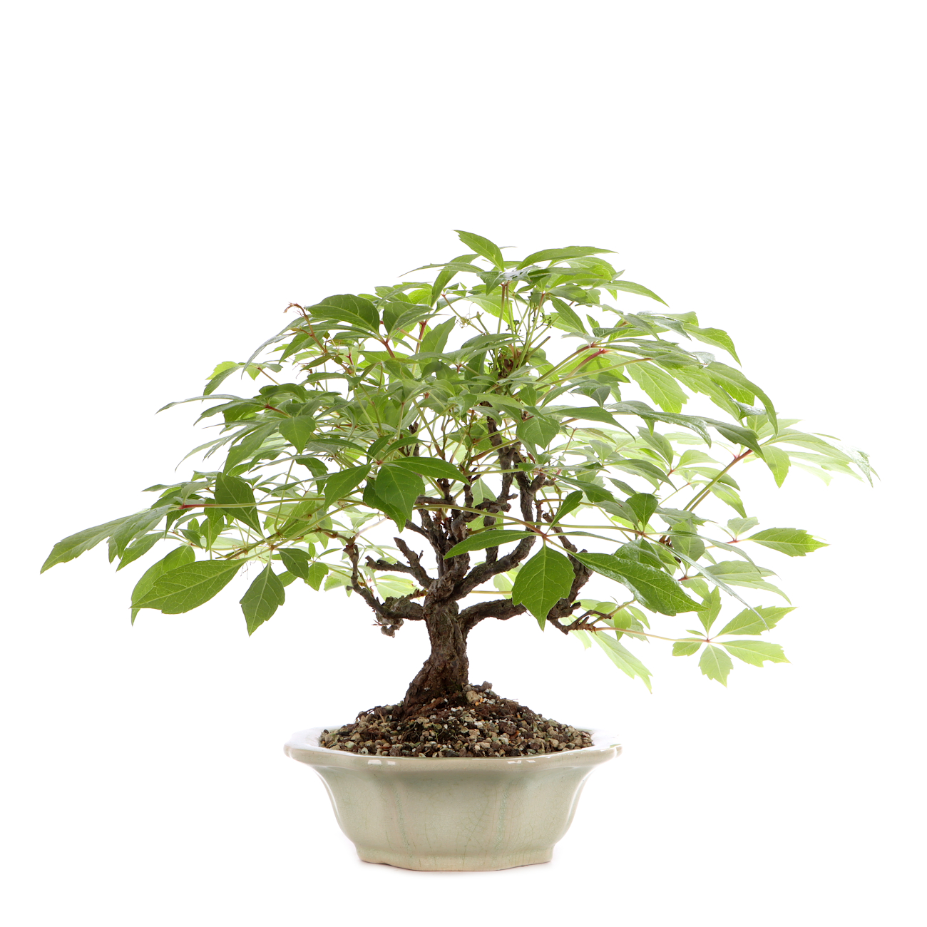 Parthenocissus quinquefolia