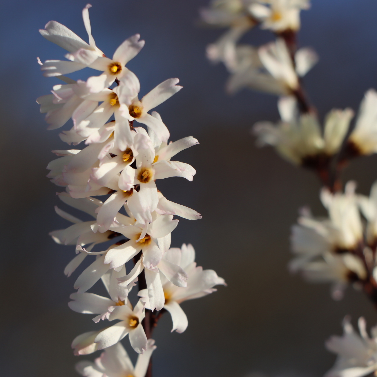 Blüte