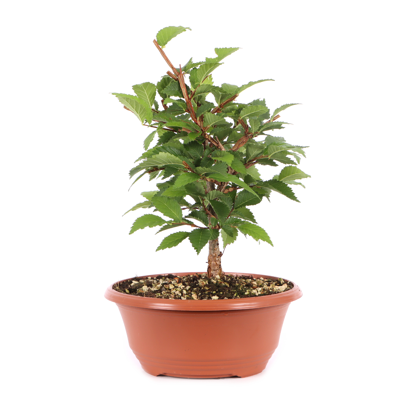 Ulmus minor var.
